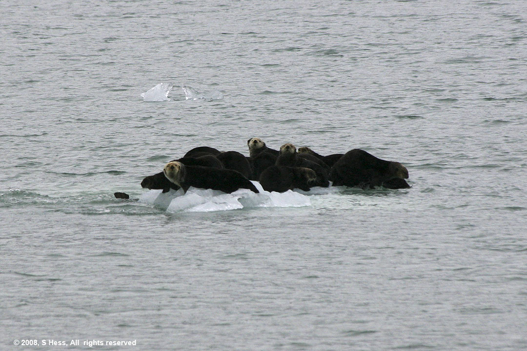 Sea Otters congregating on the ice